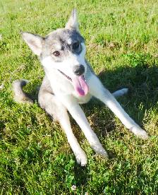 MAGNIFIQUE HUSKY SIBÉRIEN À VENDRE SIBERIAN HUSKY PUPPY ADOPTION - Photo 10