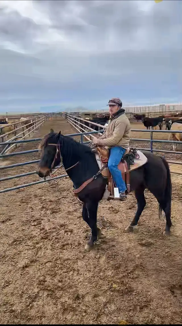 Quarter horse mare