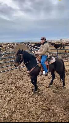 Quarter horse mare