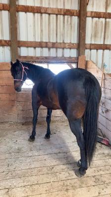 Quarter horse mare - Photo 2