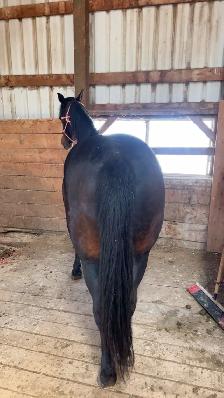 Quarter horse mare - Photo 3