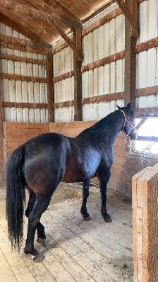 Quarter horse mare - Photo 4