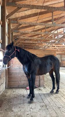 Quarter horse mare - Photo 5