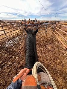 Quarter horse mare - Photo 6