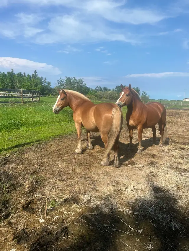 Halflinger Belgium cross team for sale