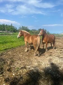 Halflinger Belgium cross team for sale