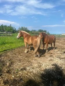 Halflinger Belgium cross team for sale - Photo 3