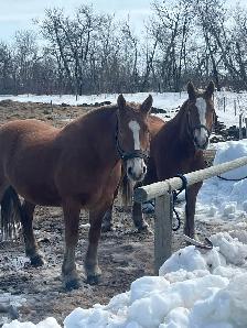 Halflinger Belgium cross team for sale - Photo 4