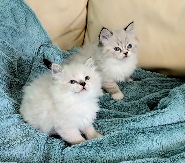 Ragdoll kittens