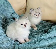 Ragdoll kittens