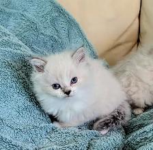 Ragdoll kittens - Photo 2