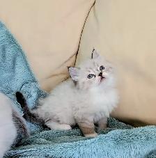 Ragdoll kittens - Photo 3