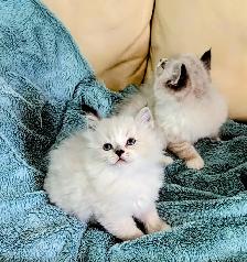 Ragdoll kittens - Photo 4