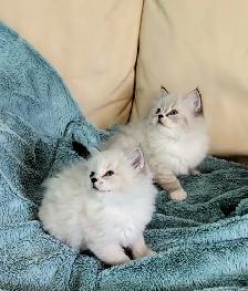 Ragdoll kittens - Photo 5