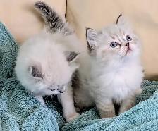 Ragdoll kittens - Photo 6