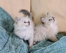 Ragdoll kittens - Photo 7