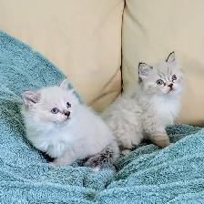 Ragdoll kittens - Photo 8