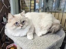 Ragdoll kittens - Photo 10