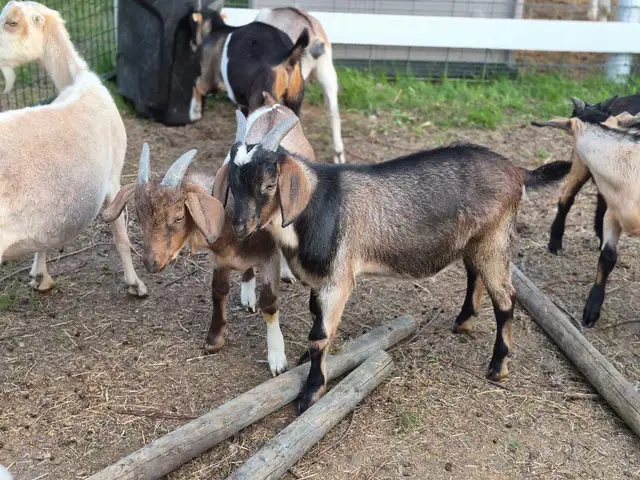 boer cross bucks for sale