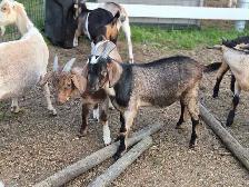 boer cross bucks for sale