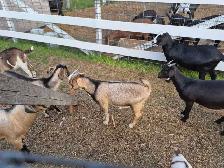 boer cross bucks for sale - Photo 2