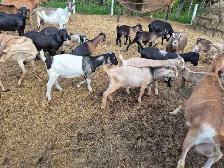 boer cross bucks for sale - Photo 3