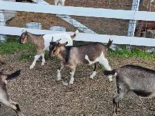 boer cross bucks for sale - Photo 5