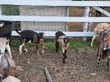 boer cross bucks for sale - Photo 6