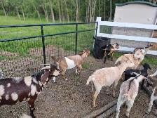 boer cross bucks for sale - Photo 7