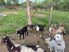 boer cross bucks for sale - Photo 8