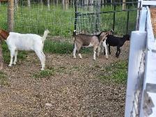boer cross bucks for sale - Photo 9