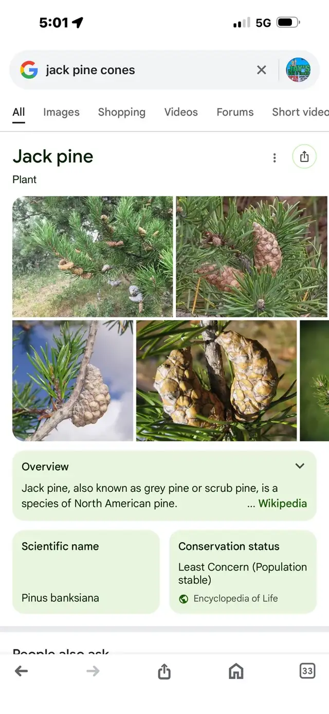 pine cone pickers needed