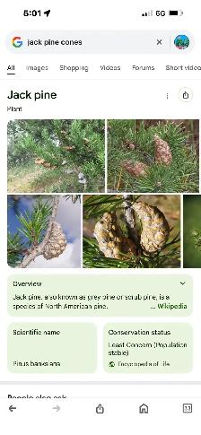 pine cone pickers needed