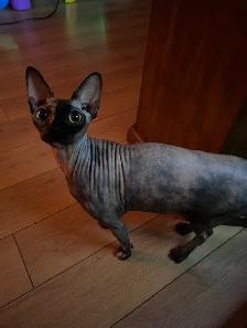 female sphynx