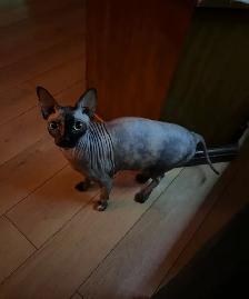 female sphynx - Photo 2