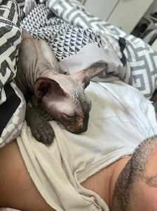 female sphynx - Photo 3