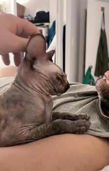 female sphynx - Photo 4