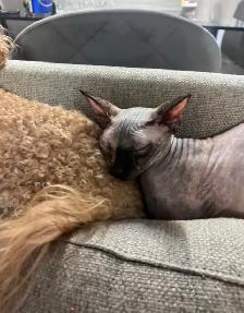 female sphynx - Photo 5