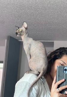 female sphynx - Photo 6