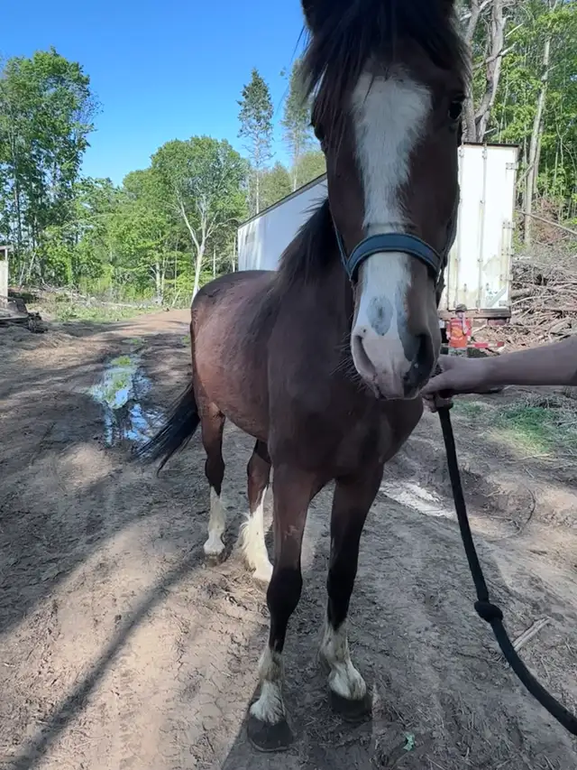 3 year old  hackney cross gelding