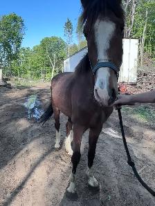 3 year old  hackney cross gelding