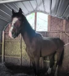 3 year old  hackney cross gelding - Photo 2