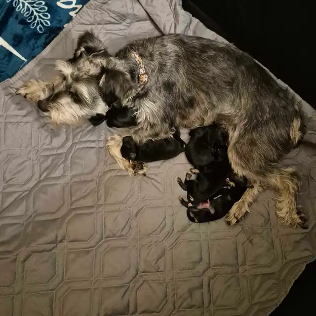 Miniature Schnauzer Puppies