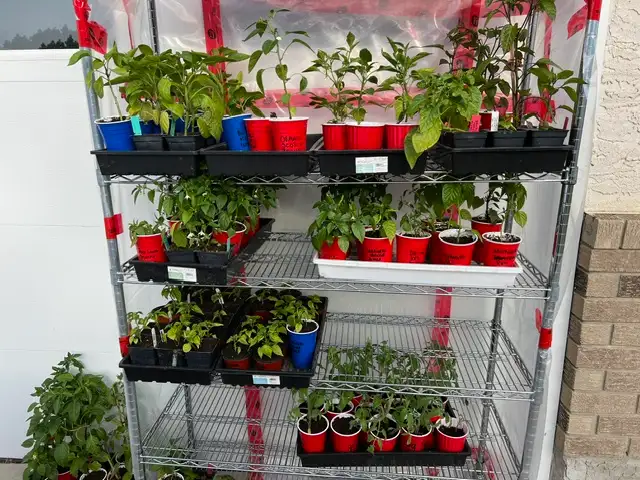End Of Season Bedding Plant Clearout!!