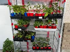 End Of Season Bedding Plant Clearout!!