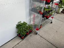 End Of Season Bedding Plant Clearout!! - Photo 2