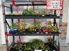 End Of Season Bedding Plant Clearout!! - Photo 3