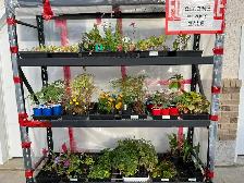 End Of Season Bedding Plant Clearout!! - Photo 4