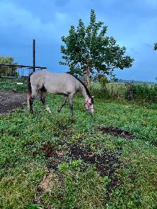 Poulain enregistré - Photo 9