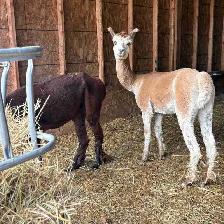 Male Alpacas